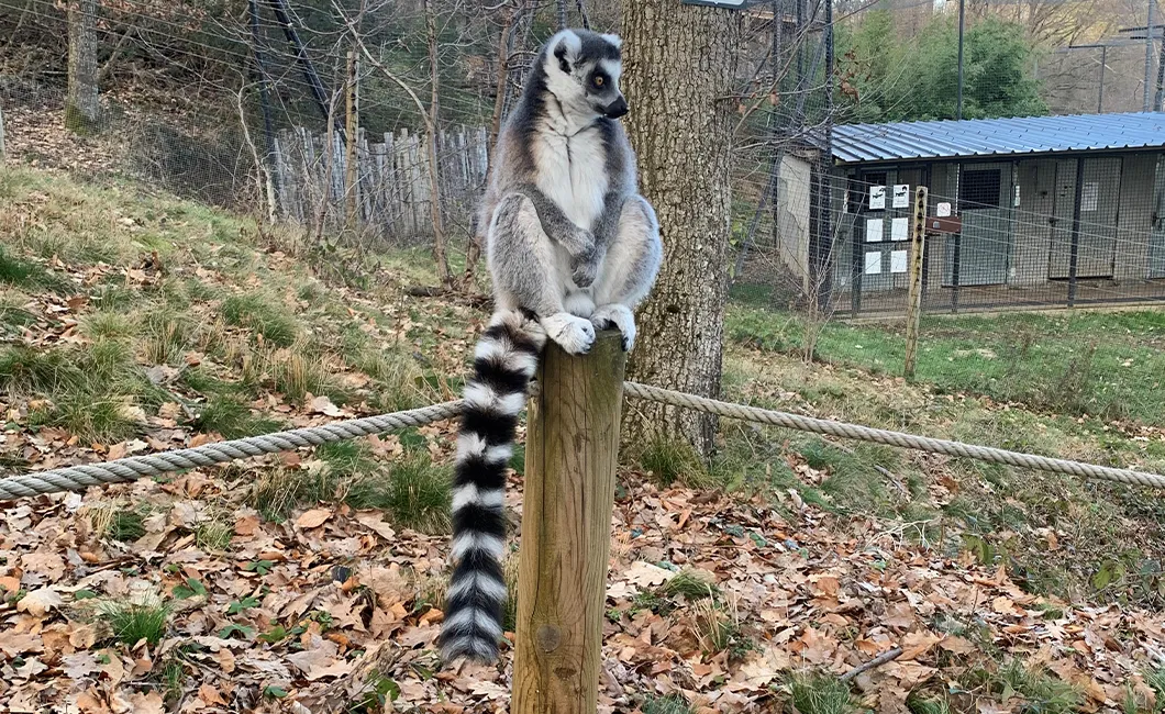 Diaporama